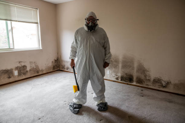 Best Attic Mold Remediation in Clendon, AR